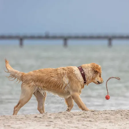 Kleine Strandburg - Urlaub Fuer Seele Zwischen Ostsee Und Bodden * Wustrow (Fischland)